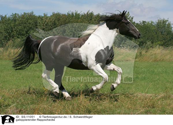 galoppierender Rappschecke / galloping Pinto / SS-11051