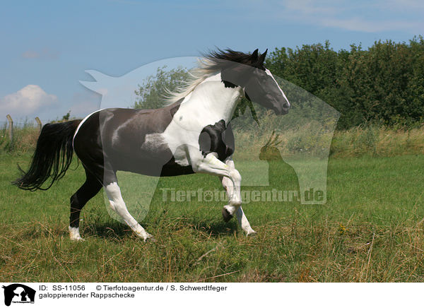 galoppierender Rappschecke / galloping Pinto / SS-11056