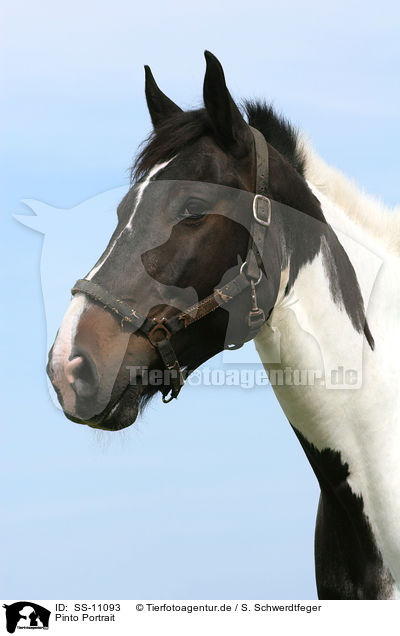 Pinto Portrait / SS-11093