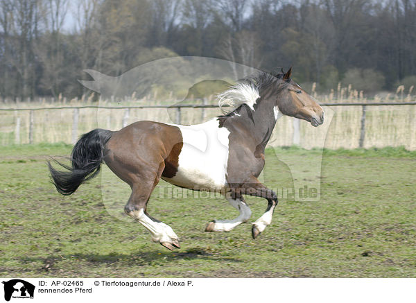 rennendes Pferd / AP-02465