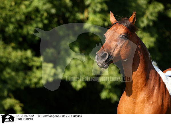 Pinto Portrait / Pinto Portrait / JH-07532