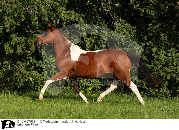 trabender Pinto / trotting Pinto / JH-07533