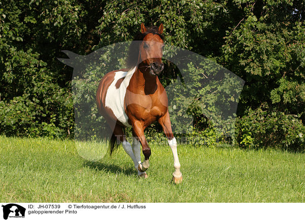 galoppierender Pinto / galloping Pinto / JH-07539