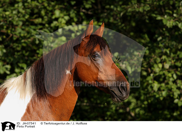 Pinto Portrait / Pinto Portrait / JH-07541