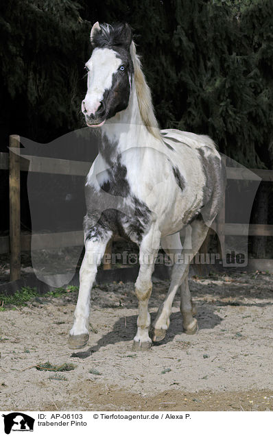 trabender Pinto / trotting Pinto / AP-06103
