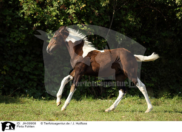 Pinto Fohlen / Pinto foal / JH-09908