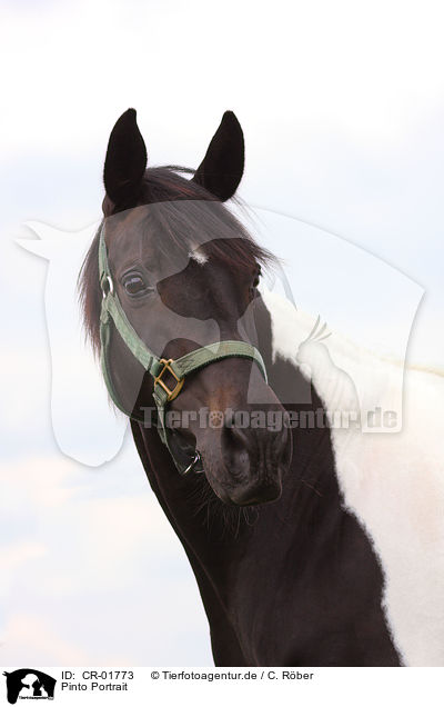 Pinto Portrait / Pinto Portrait / CR-01773