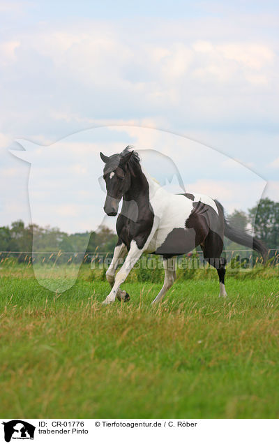 trabender Pinto / trotting Pinto / CR-01776