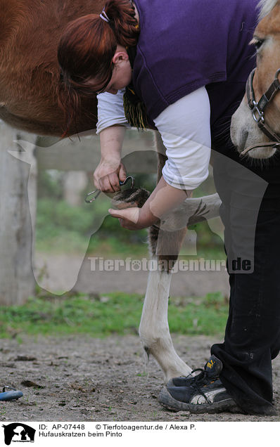 Hufauskratzen beim Pinto / cleaning hoofs / AP-07448