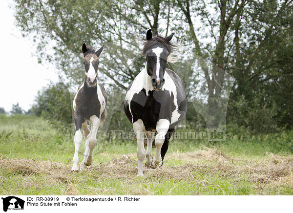 Pinto Stute mit Fohlen / Pinto mare with foal / RR-38919