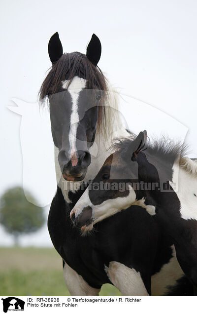 Pinto Stute mit Fohlen / Pinto mare with foal / RR-38938