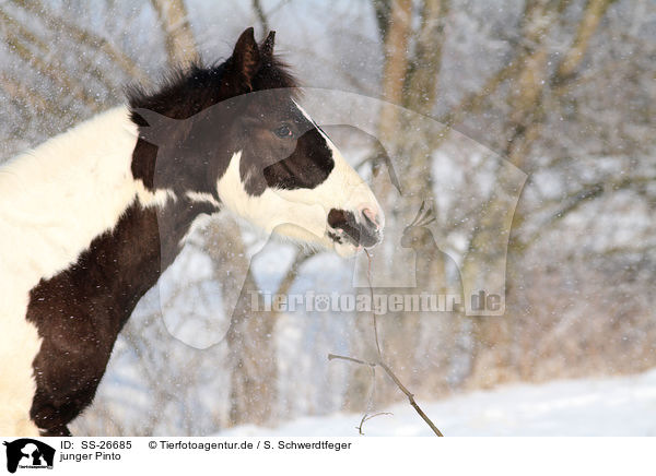 junger Pinto / young Pinto / SS-26685