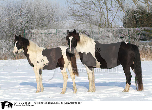 Pintos im Schnee / Pintos in the snow / SS-26888