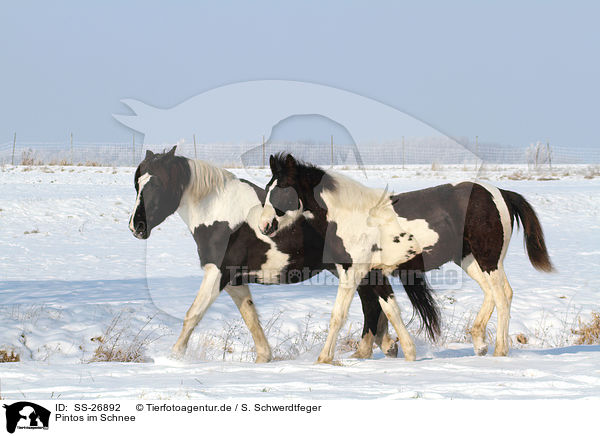 Pintos im Schnee / Pintos in the snow / SS-26892