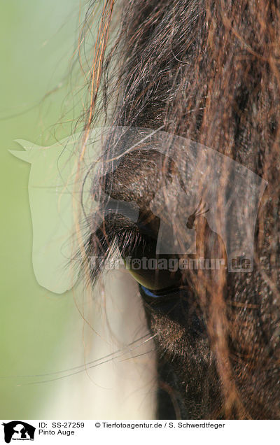 Pinto Auge / Pinto eye / SS-27259
