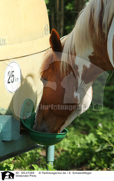 trinkender Pinto / drinking Pinto / SS-27264
