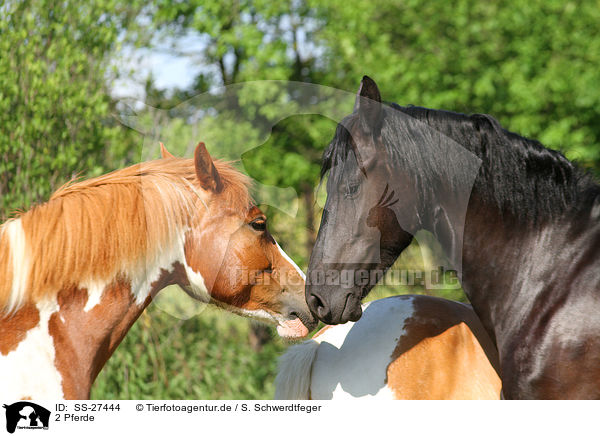 2 Pferde / 2 horses / SS-27444