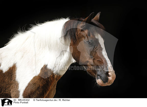 Pinto Portrait / Pinto Portrait / RR-45302