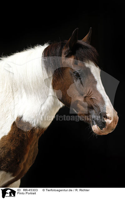 Pinto Portrait / Pinto Portrait / RR-45303