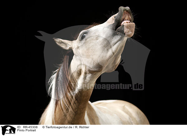Pinto Portrait / Pinto Portrait / RR-45308