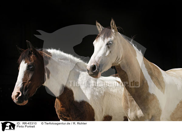 Pinto Portrait / Pinto Portrait / RR-45310