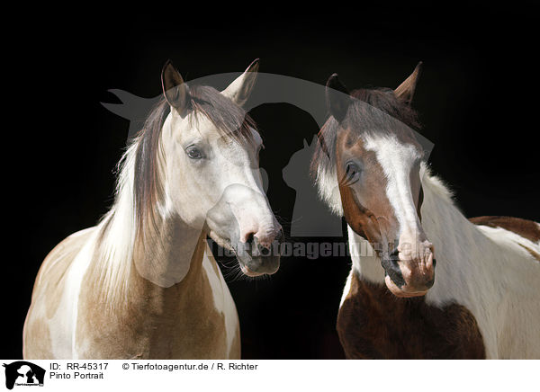 Pinto Portrait / Pinto Portrait / RR-45317