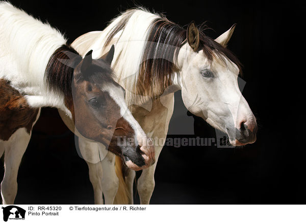 Pinto Portrait / Pinto Portrait / RR-45320