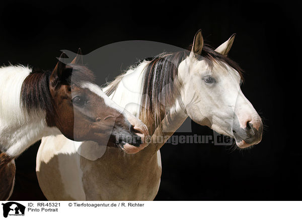 Pinto Portrait / Pinto Portrait / RR-45321