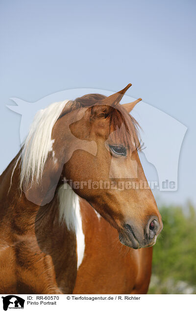 Pinto Portrait / Pinto Portrait / RR-60570
