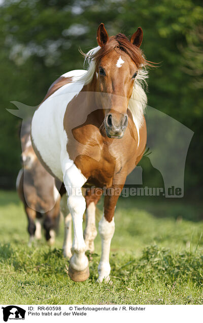 Pinto trabt auf der Weide / trotting Pinto on meadow / RR-60598