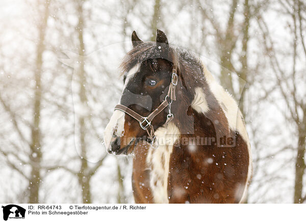 Pinto im Schneegestber / Pinto in snow flurries / RR-64743