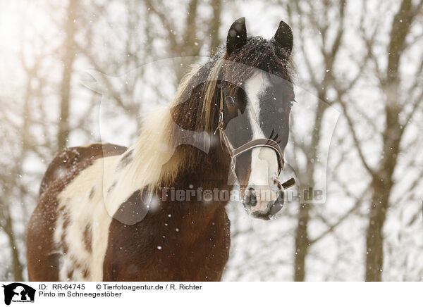 Pinto im Schneegestber / Pinto in snow flurries / RR-64745