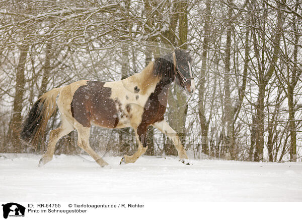 Pinto im Schneegestber / Pinto in snow flurries / RR-64755