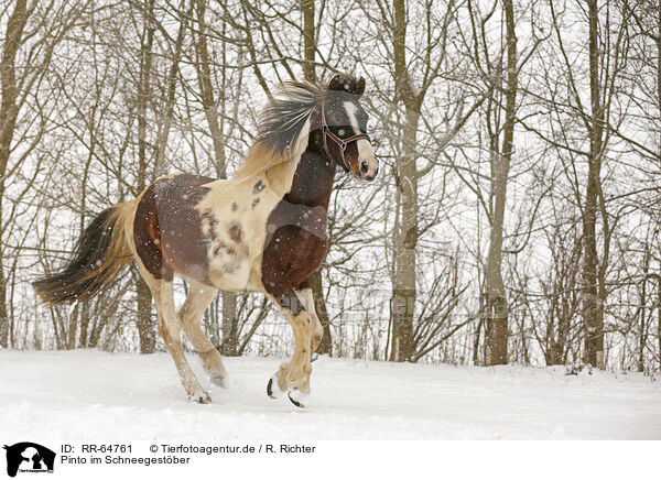 Pinto im Schneegestber / Pinto in snow flurries / RR-64761