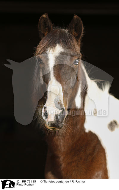 Pinto Portrait / Pinto Portrait / RR-73115