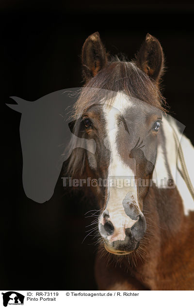 Pinto Portrait / Pinto Portrait / RR-73119
