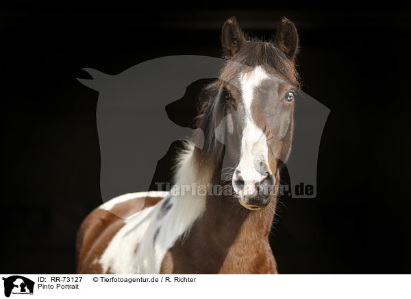 Pinto Portrait / Pinto Portrait / RR-73127