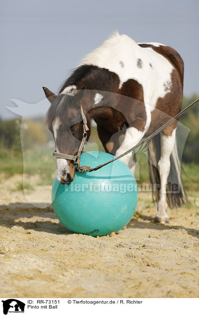 Pinto mit Ball / Pinto with ball / RR-73151