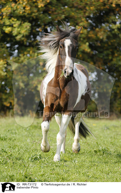 trabender Pinto / trotting Pinto / RR-73172