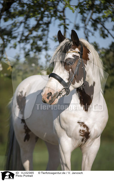 Pinto Portrait / Pinto Portrait / VJ-02365