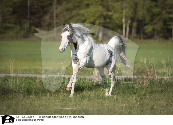 galoppierender Pinto / VJ-02367