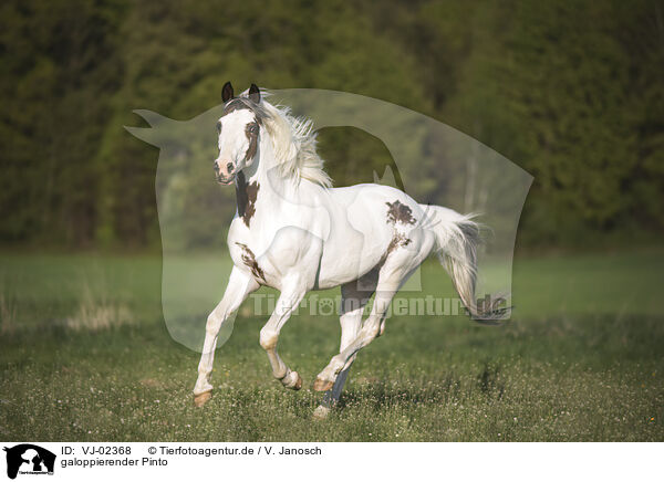 galoppierender Pinto / galloping Pinto / VJ-02368