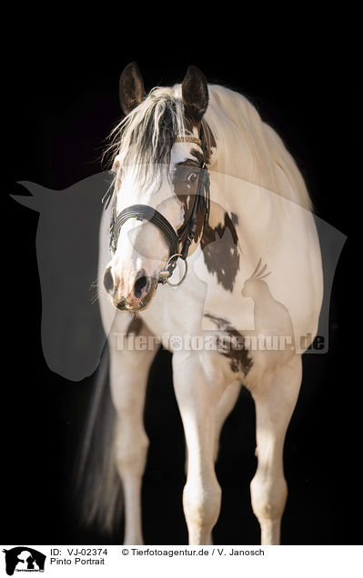Pinto Portrait / VJ-02374