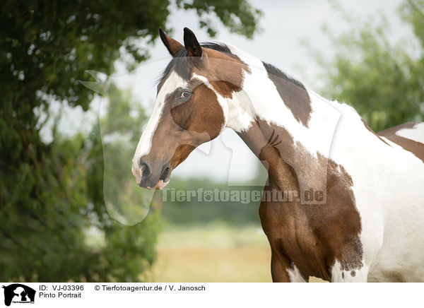 Pinto Portrait / Pinto Portrait / VJ-03396
