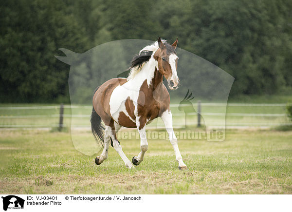 trabender Pinto / trotting Pinto / VJ-03401