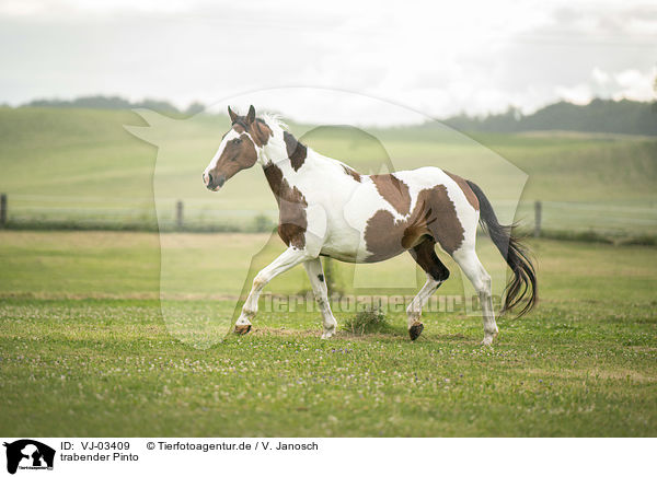 trabender Pinto / trotting Pinto / VJ-03409