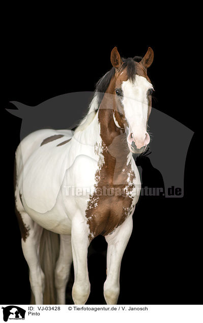Pinto / Pinto / VJ-03428
