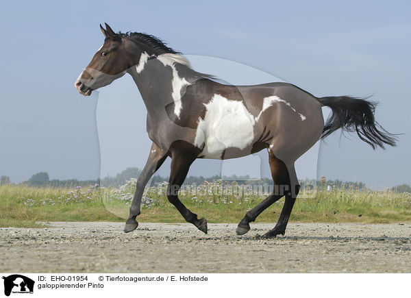 galoppierender Pinto / galloping Pinto / EHO-01954