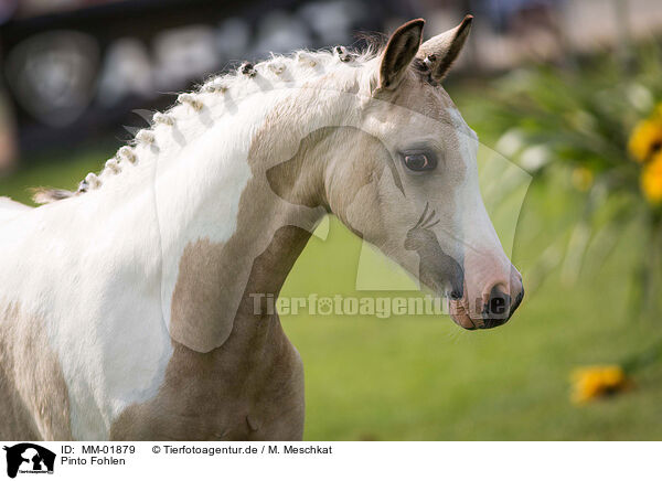 Pinto Fohlen / Pinto foal / MM-01879