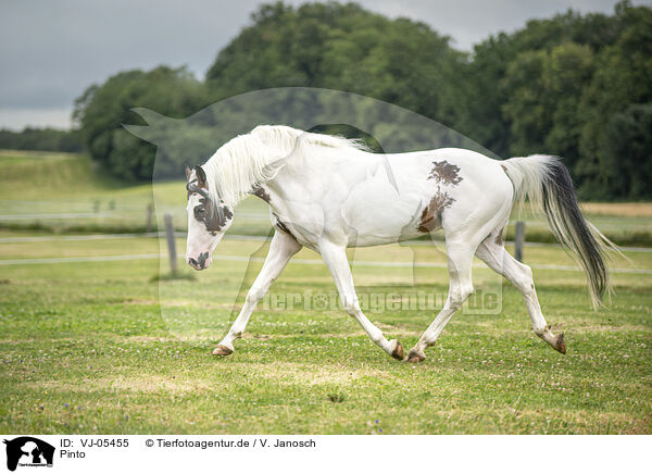 Pinto / Pinto / VJ-05455